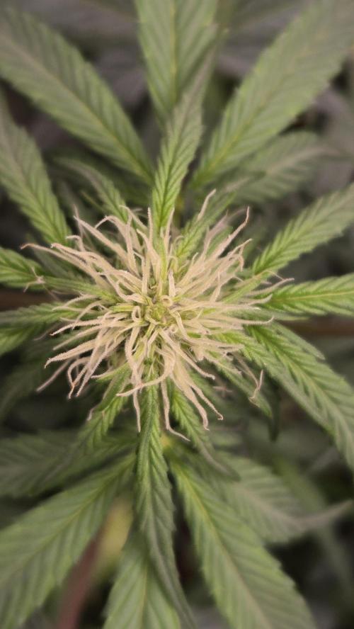GuavaSundae Auto. Week 5