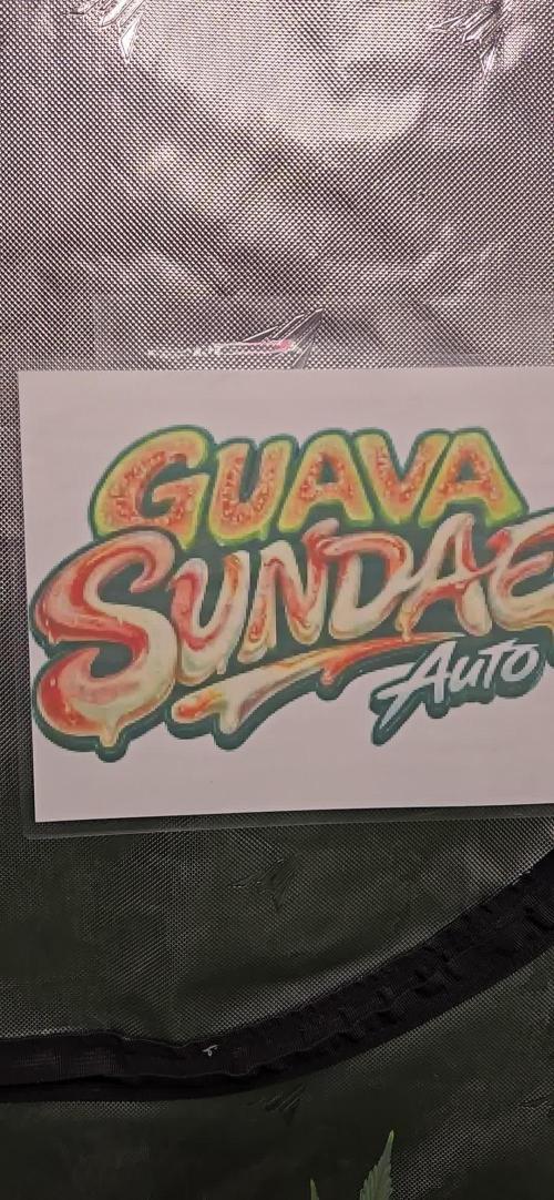 GuavaSundae Auto