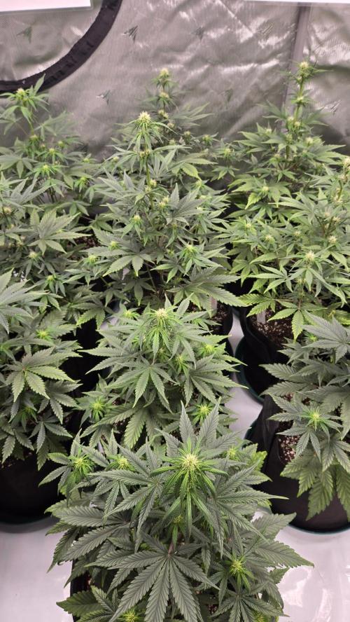 GuavaRuntzAuto. Week 5