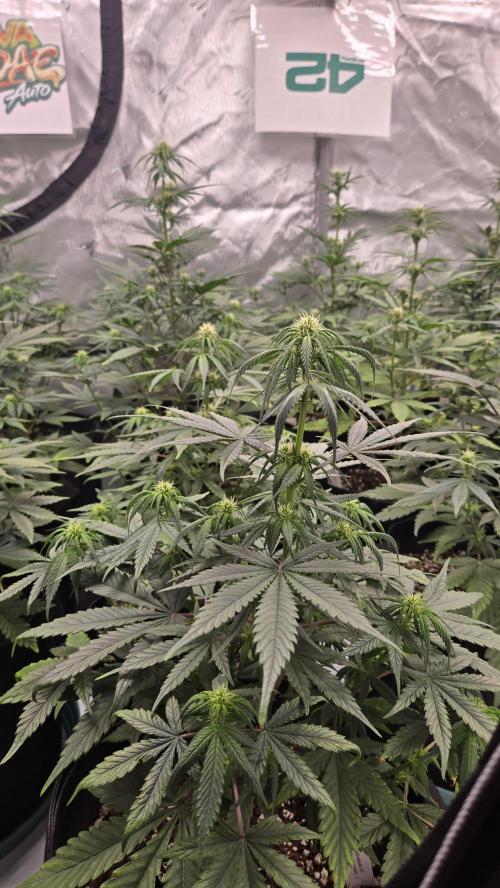 GuavaRuntzAuto. Week 5