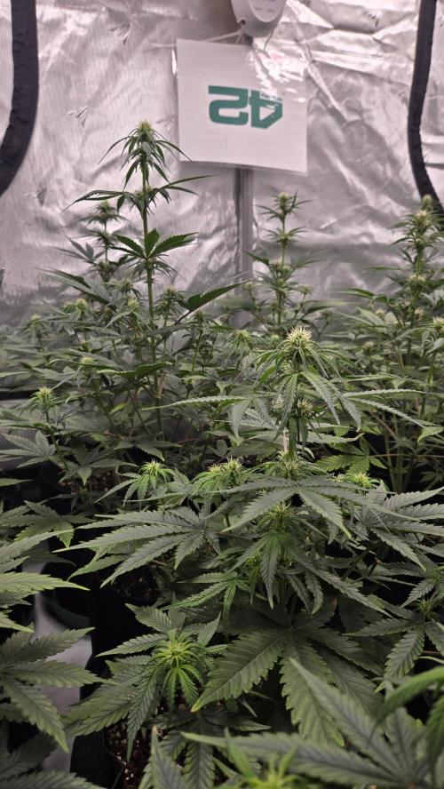 GuavaRuntzAuto. Week 5