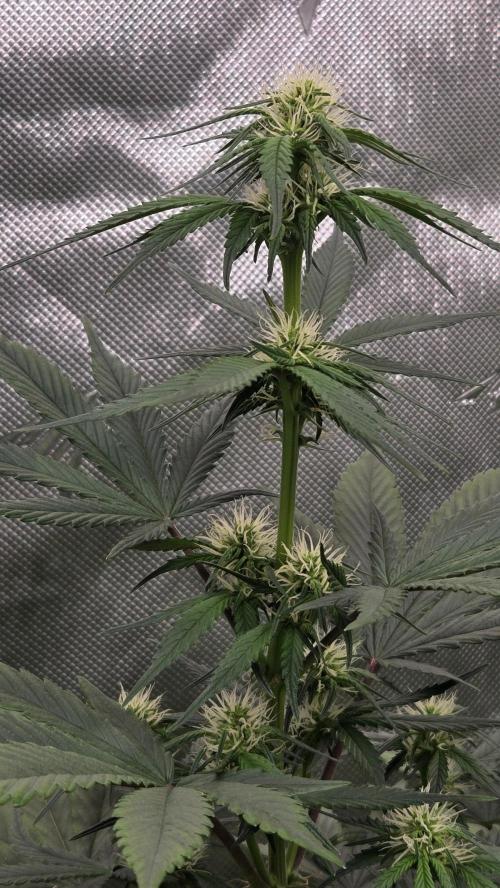 GuavaRuntzAuto. Week 5