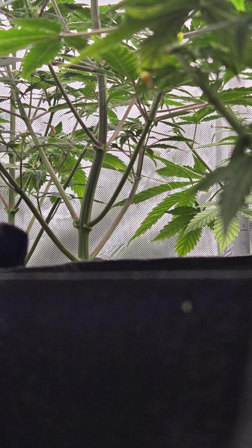 GuavaRuntzAuto. Week 5