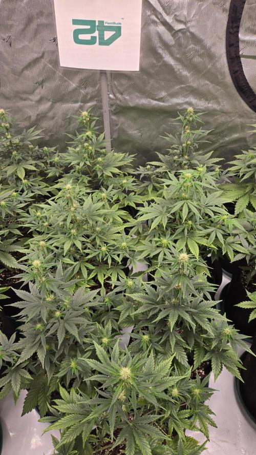 MendoGuavaAuto. Week 5