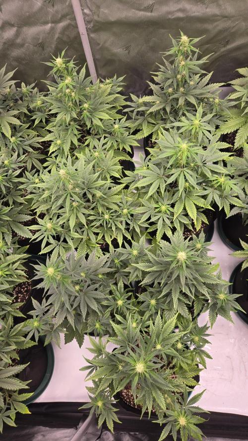 MendoGuavaAuto. Week 5