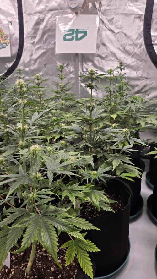 MendoGuavaAuto. Week 5