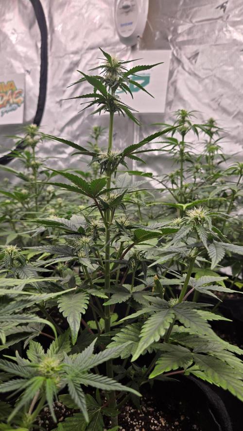 MendoGuavaAuto. Week 5