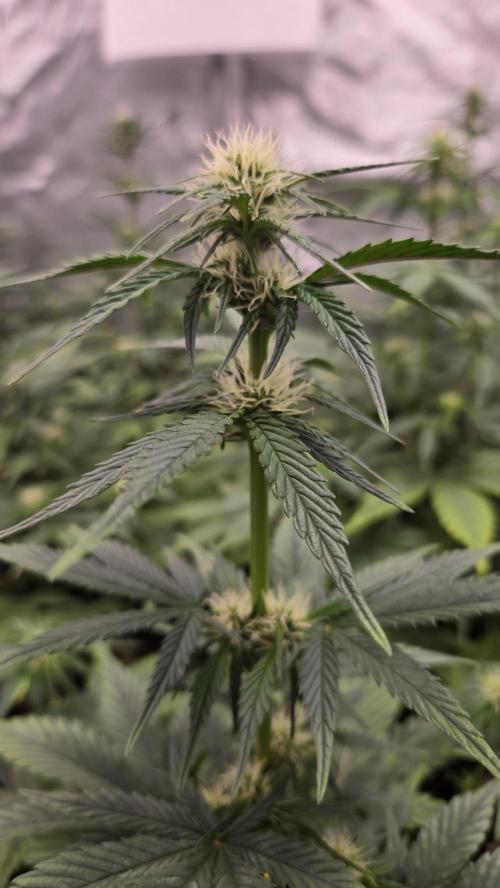 MendoGuavaAuto. Week 5