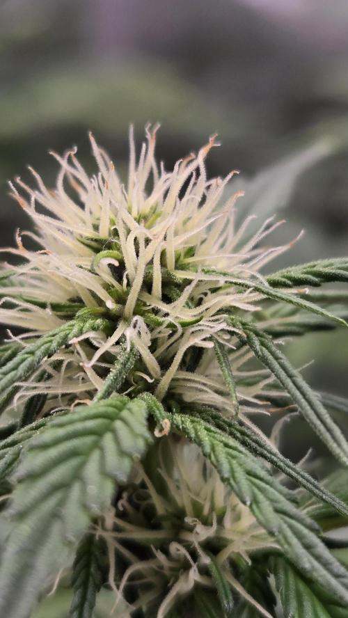 MendoGuavaAuto. Week 5
