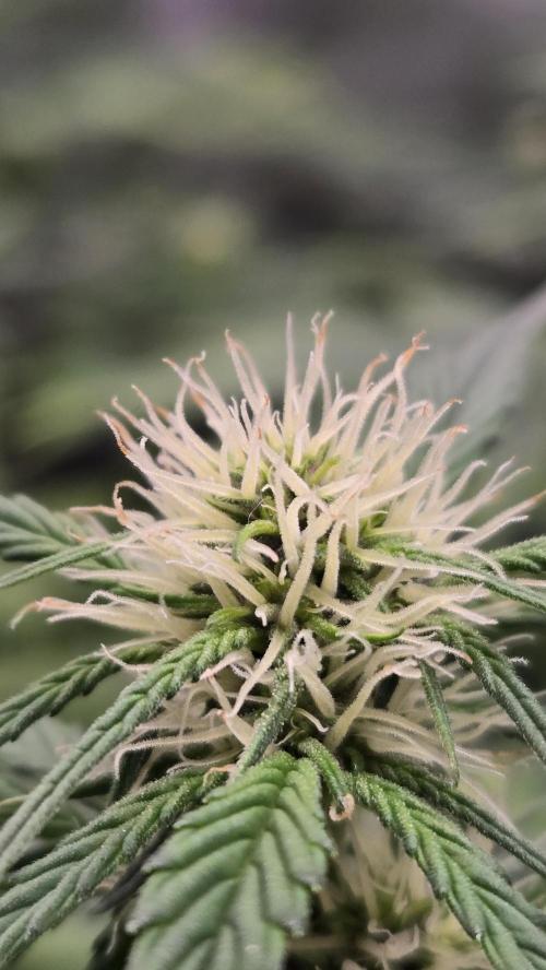 MendoGuavaAuto. Week 5