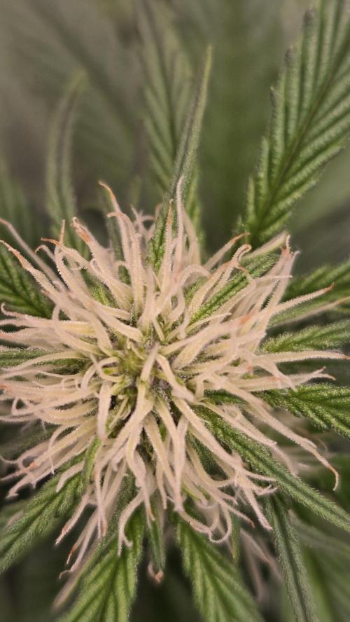 MendoGuavaAuto. Week 5