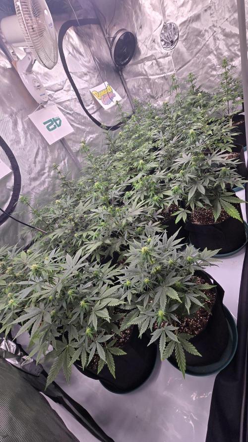 MendoGuavaAuto. Week 5