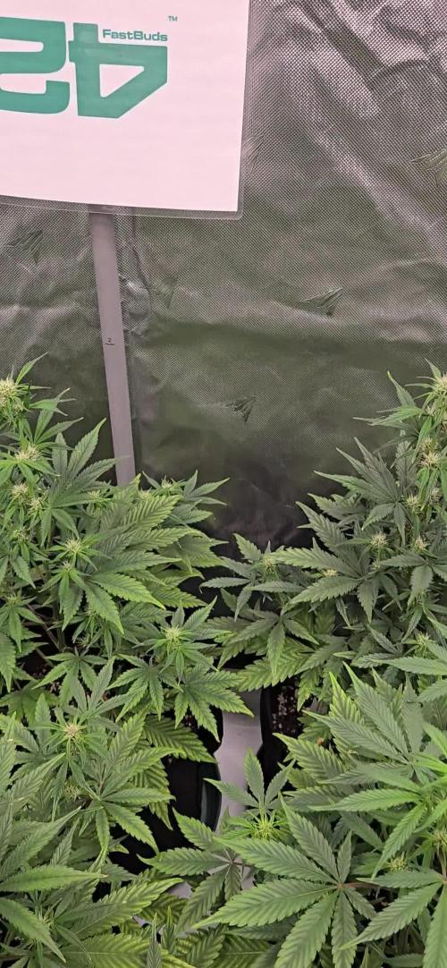 MendoGuavaAuto