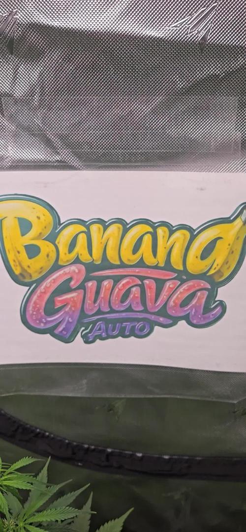 BananaGuavaAuto