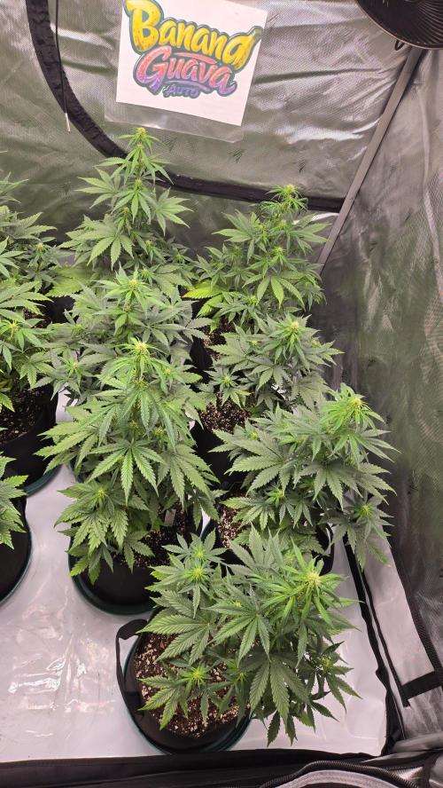 BananaGuavaAuto. Week 5