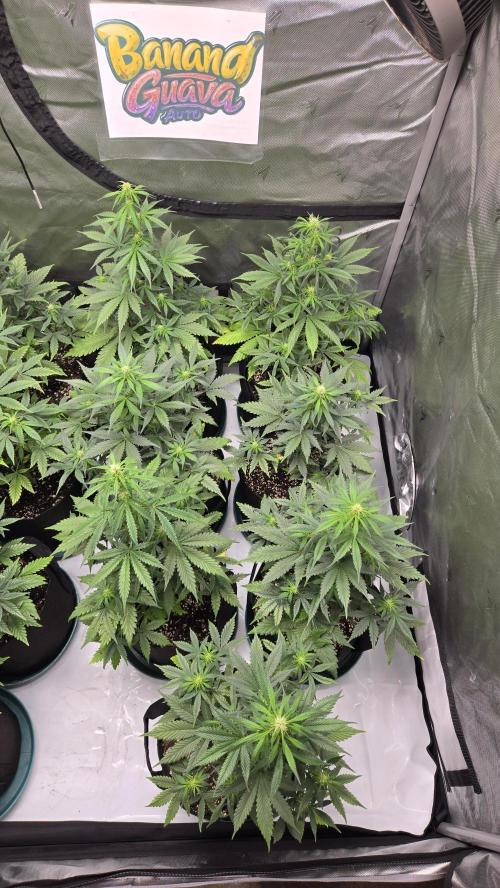 BananaGuavaAuto. Week 5