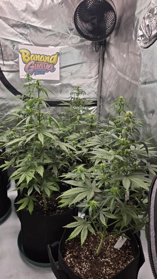 BananaGuavaAuto. Week 5