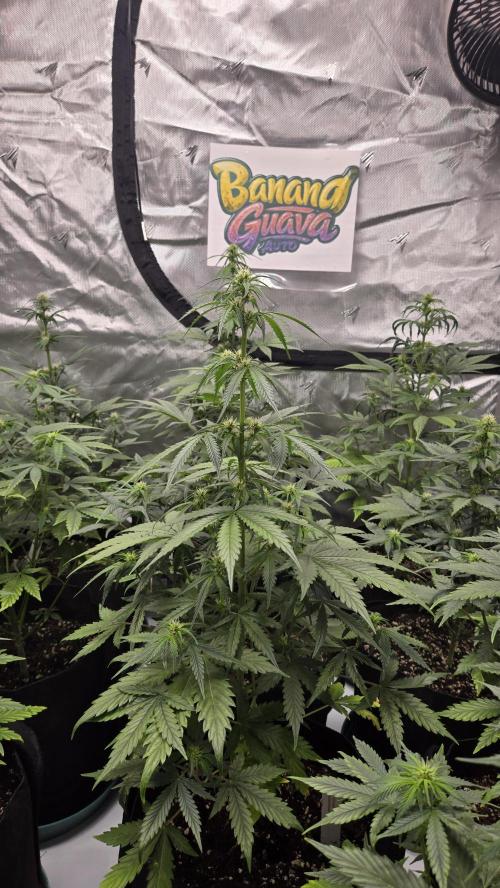 BananaGuavaAuto. Week 5