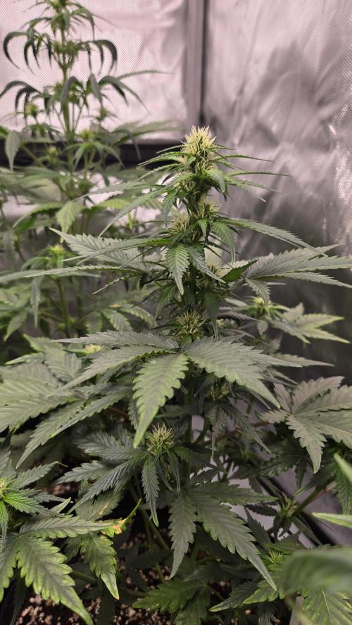BananaGuavaAuto. Week 5