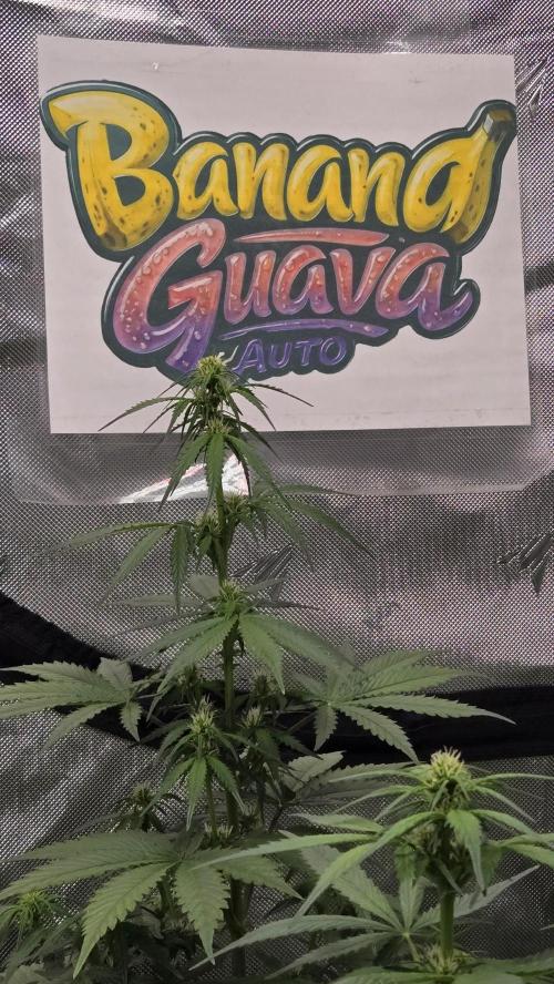 BananaGuavaAuto. Week 5