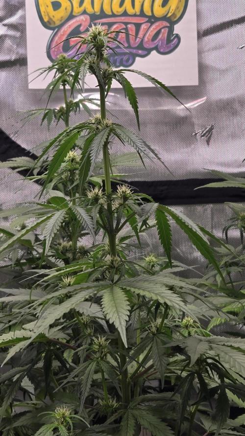 BananaGuavaAuto. Week 5