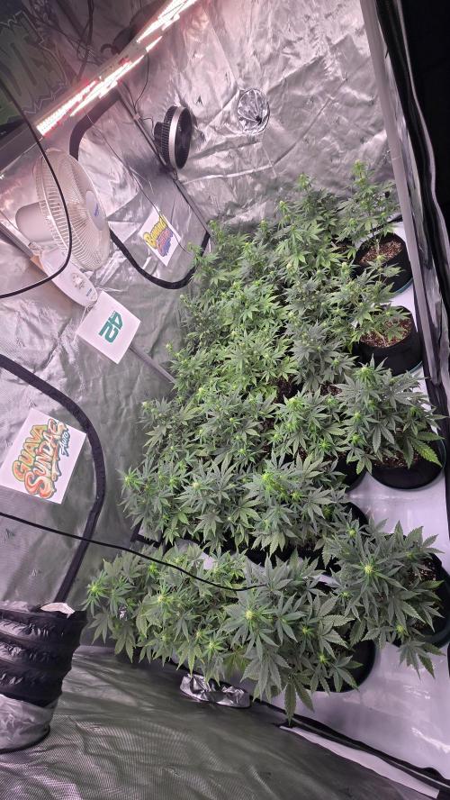 BananaGuavaAuto. Week 5