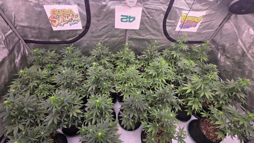 BananaGuavaAuto. Week 5