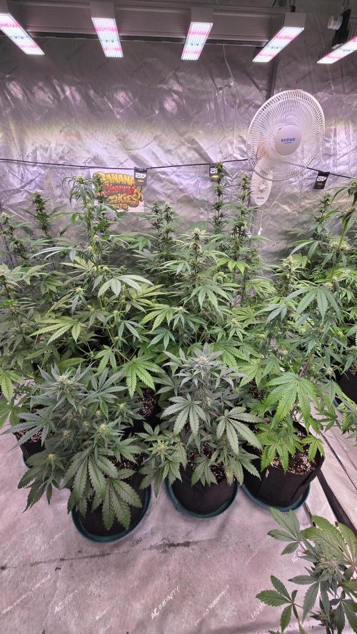 BananaCherryCookiesAuto. Week 6