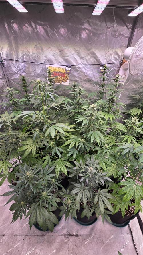 BananaCherryCookiesAuto. Week 6