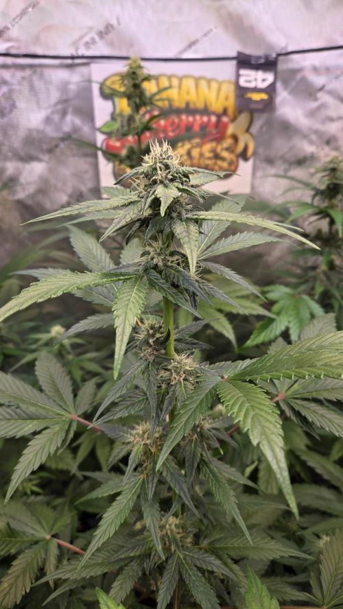BananaCherryCookiesAuto. Week 6