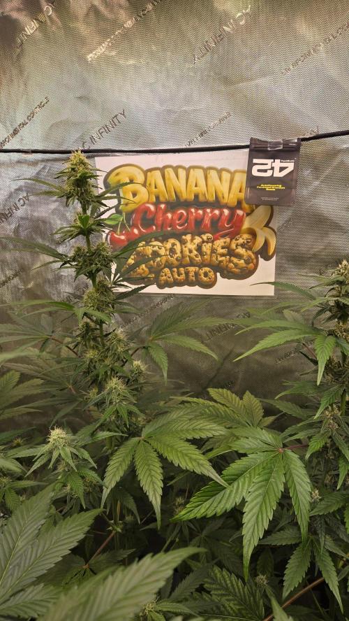BananaCherryCookiesAuto. Week 6
