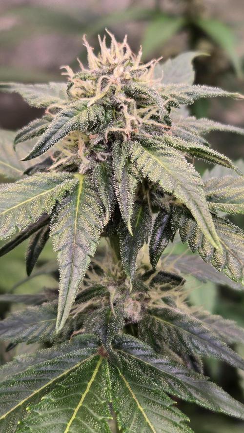 BananaCherryCookiesAuto. Week 6