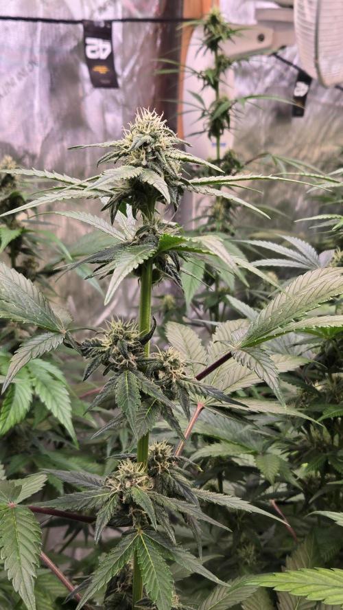 BananaCherryCookiesAuto. Week 6