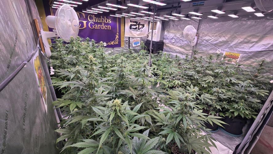 BananaCherryCookiesAuto. Week 6