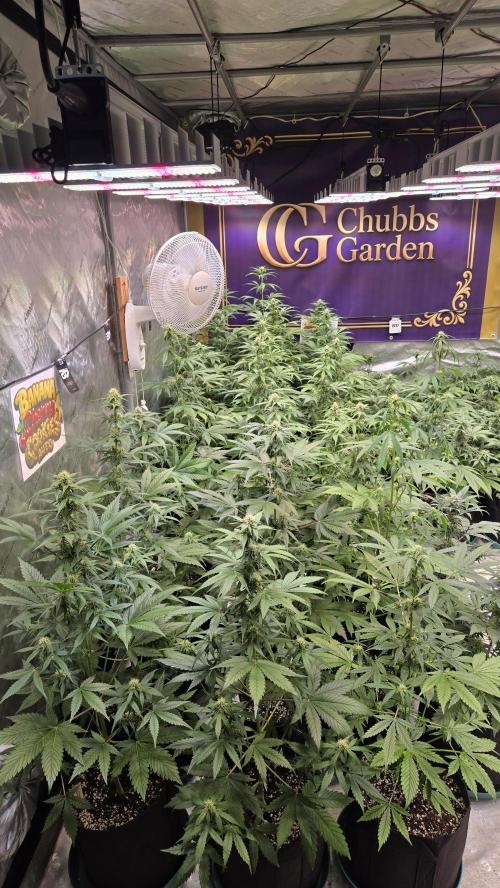 BananaCherryCookiesAuto. Week 6