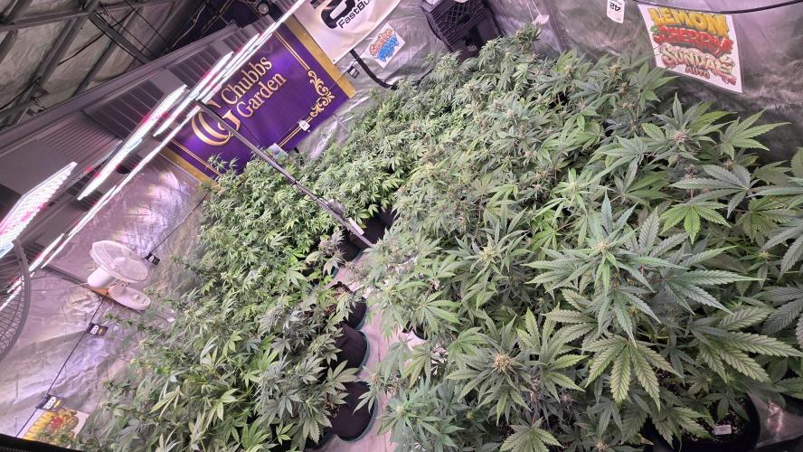 BananaCherryCookiesAuto. Week 6