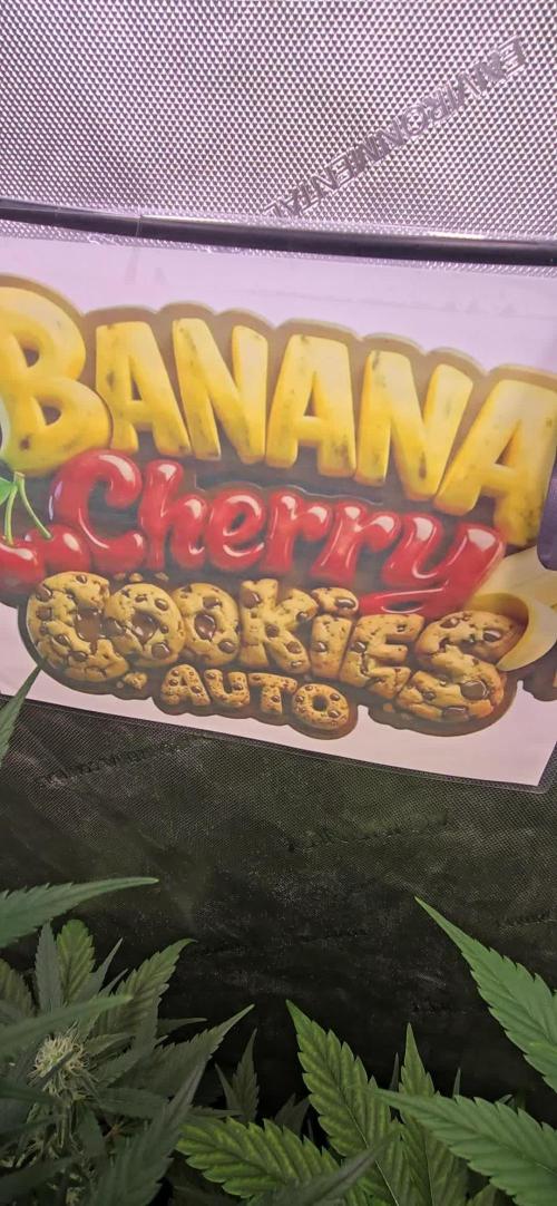 BananaCherryCookiesAuto