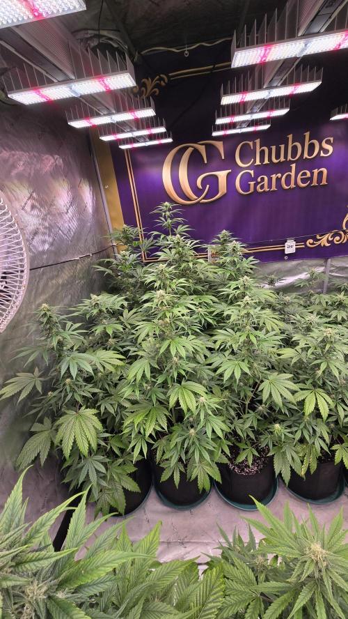 BananaFrostAuto. Week 6