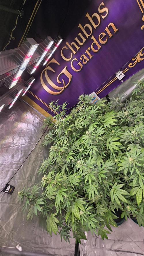 BananaFrostAuto. Week 6
