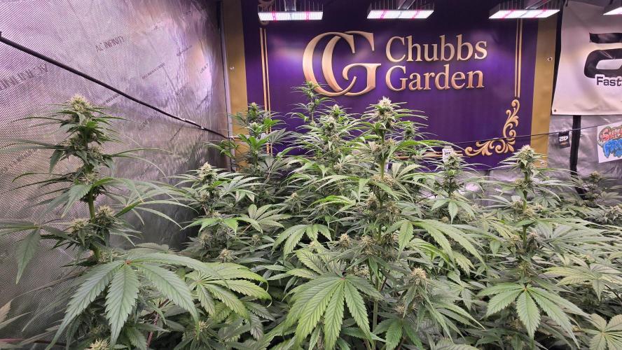 BananaFrostAuto. Week 6
