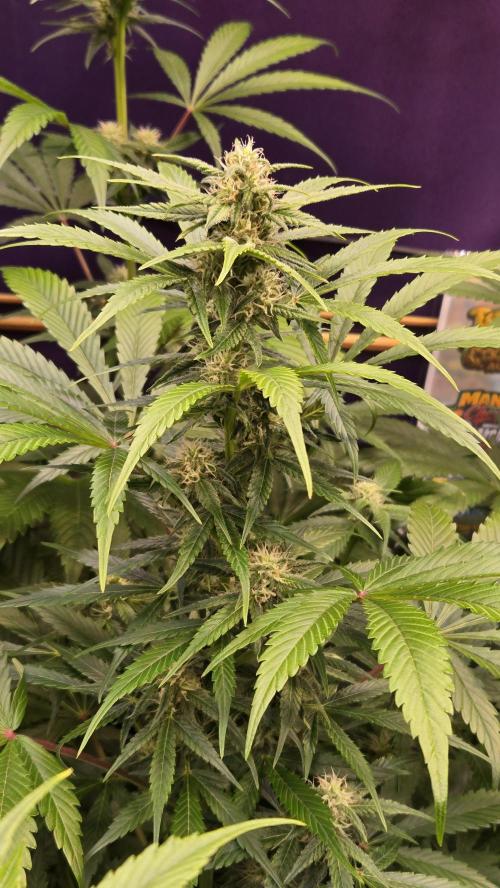 BananaFrostAuto. Week 6