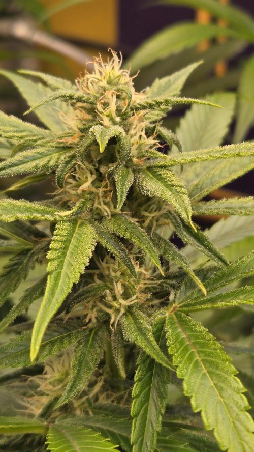 BananaFrostAuto. Week 6