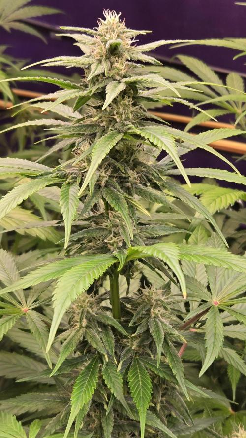 BananaFrostAuto. Week 6