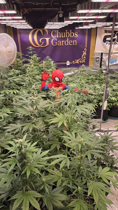 BananaFrostAuto. Week 6
