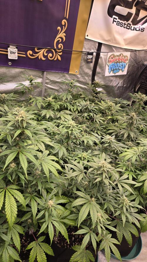 Sundae Frost Auto. Week 6