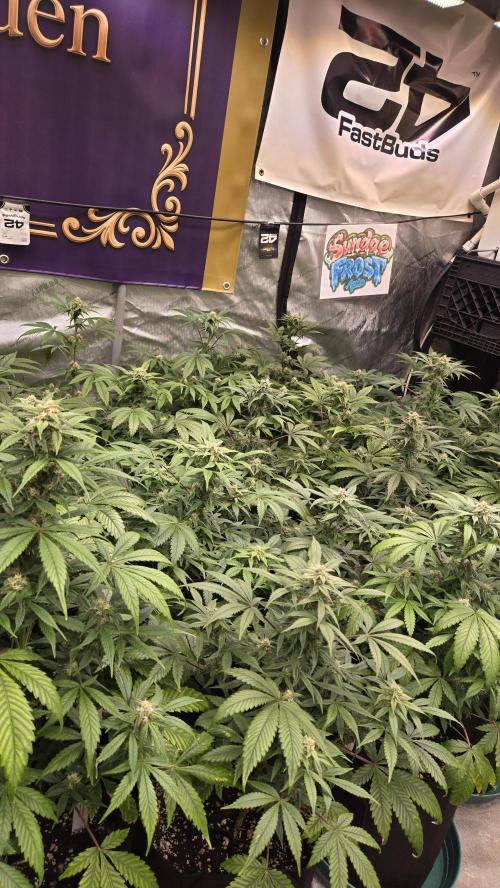 Sundae Frost Auto. Week 6