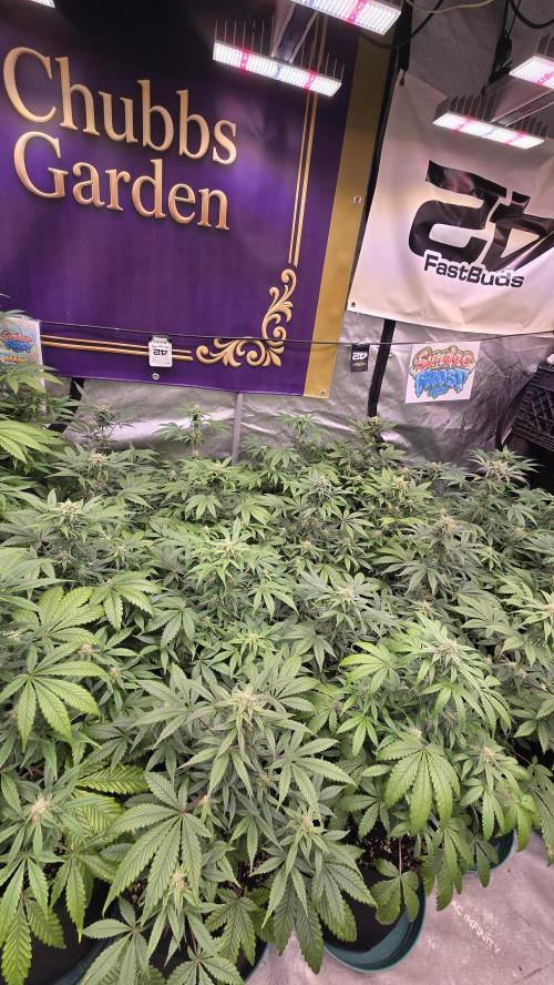 Sundae Frost Auto. Week 6