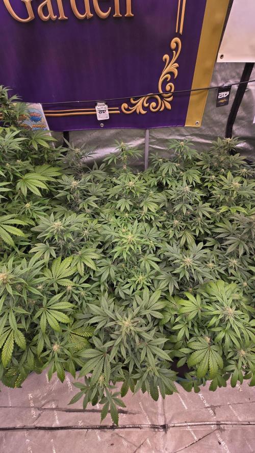 Sundae Frost Auto. Week 6