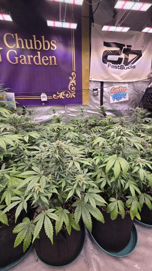 Sundae Frost Auto. Week 6