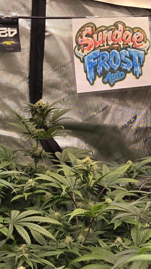 Sundae Frost Auto. Week 6